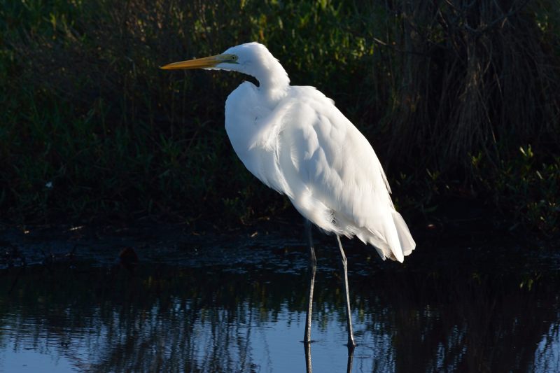 Grote Zilverreiger